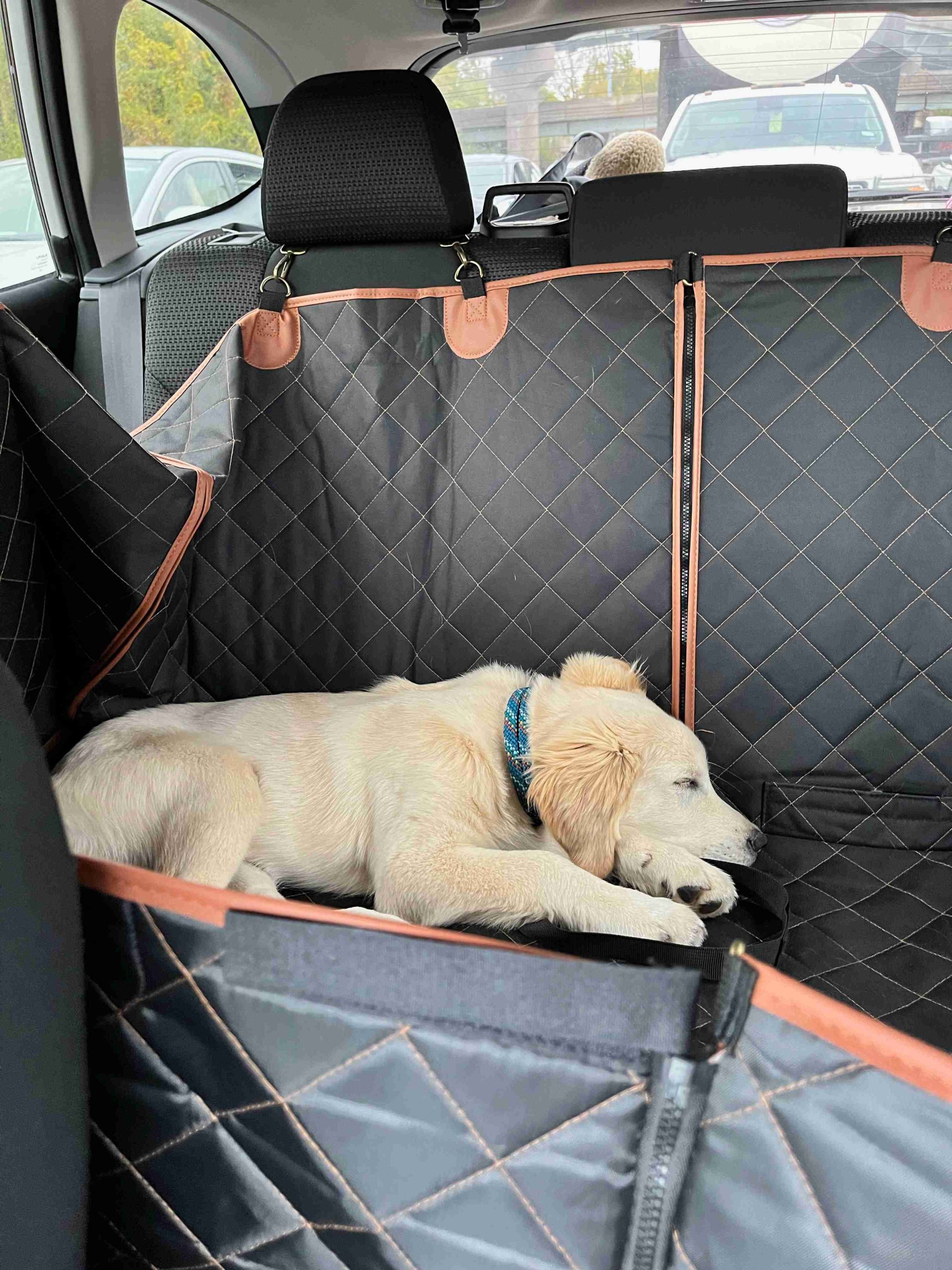 Does My Dog Need A Car Seat