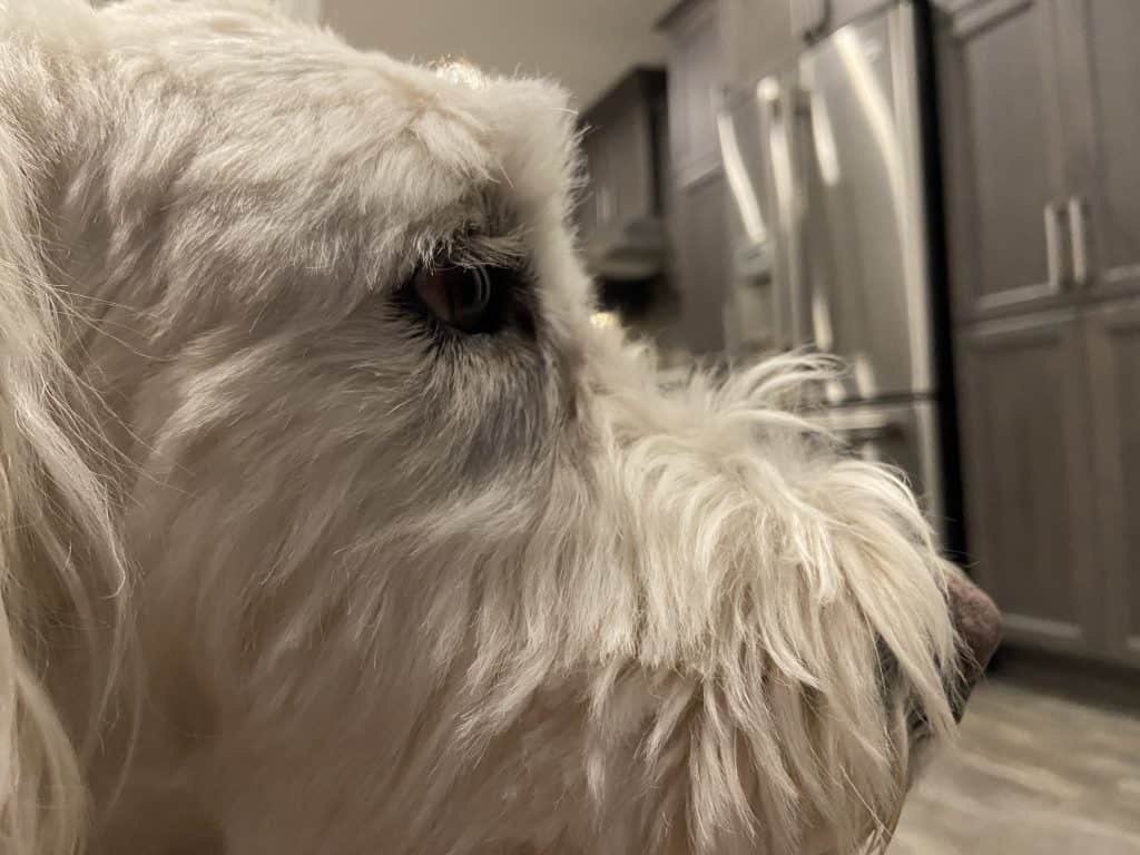 Can You Trim Dogs Eyelashes