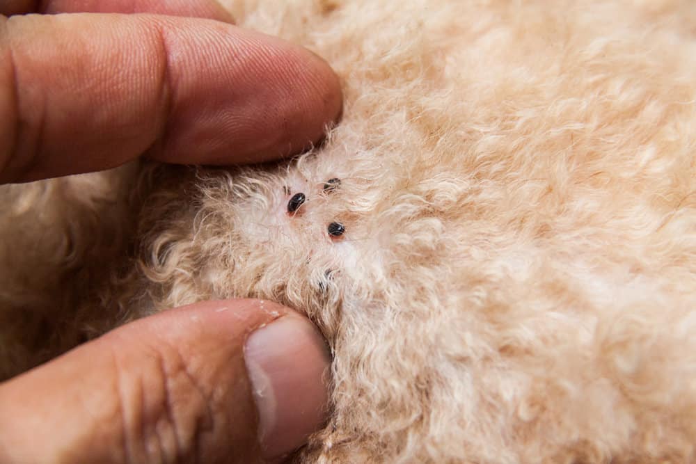 Get Rid Of Fleas and Ticks on a Goldendoodle (Or Any Dog) Own A Doodle