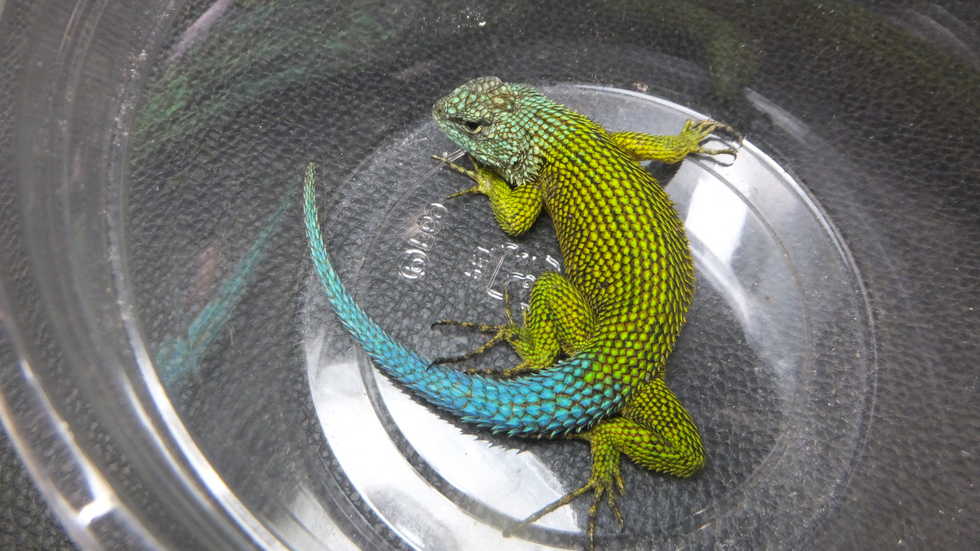 ターコイズハリトカゲ 3 | オーナーズフィッシュ