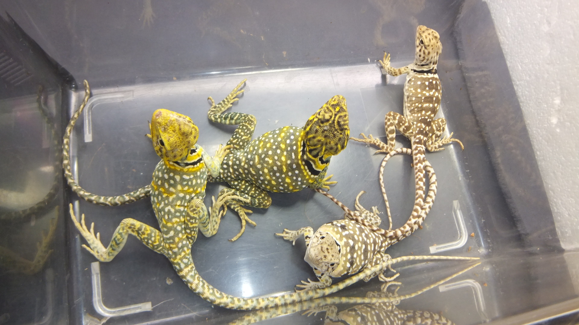 トウブクビワトカゲ（ペア価格） | オーナーズフィッシュ