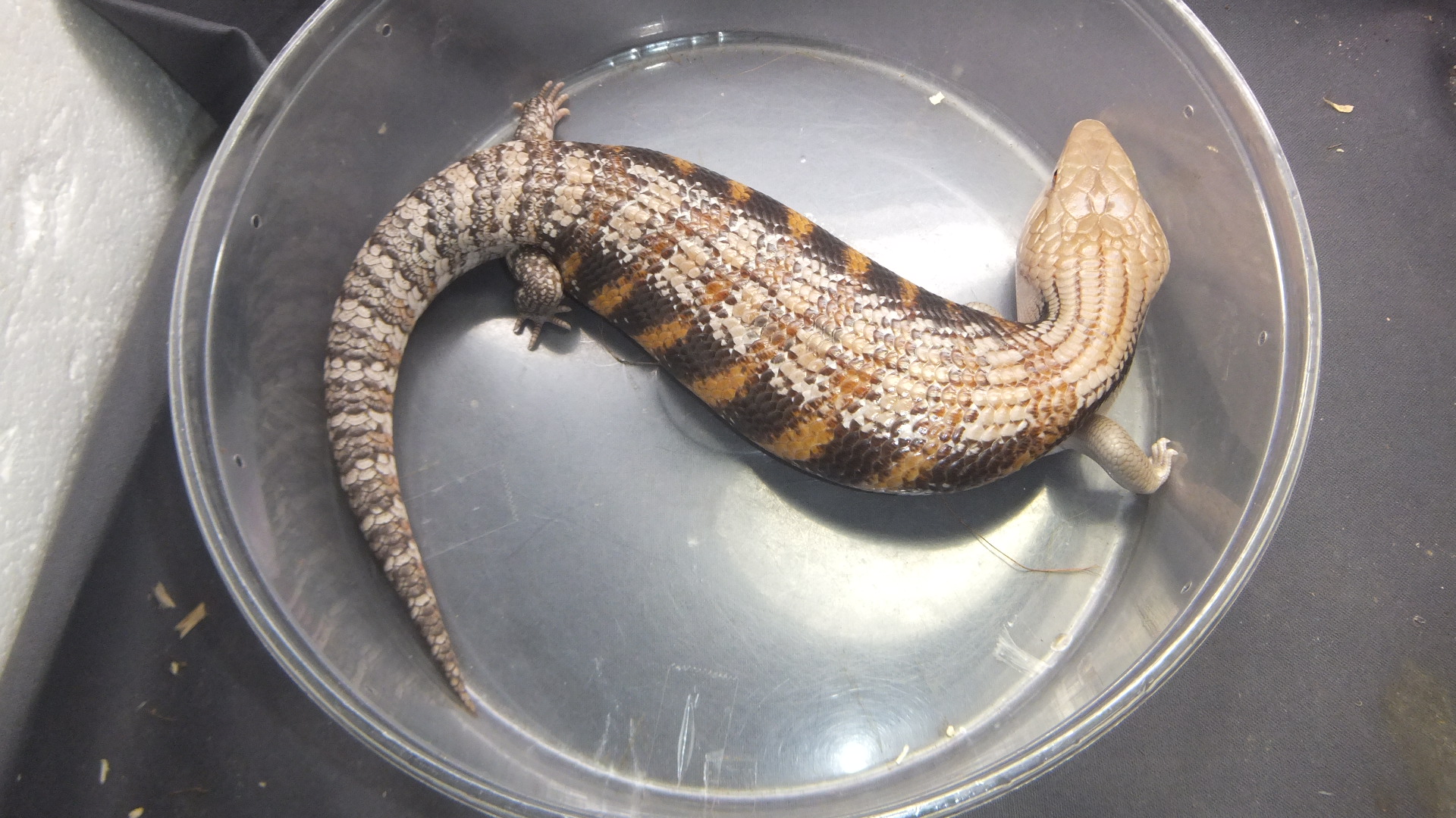 キタアオジタトカゲNo.3 | オーナーズフィッシュ