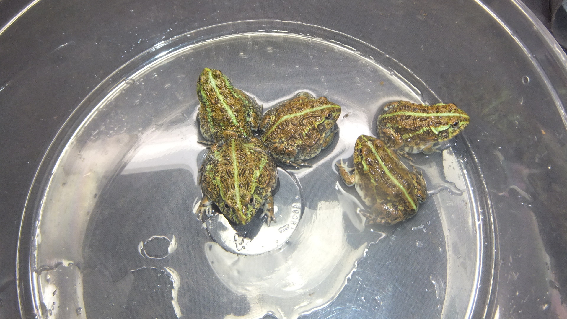 アフリカウシガエル | オーナーズフィッシュ