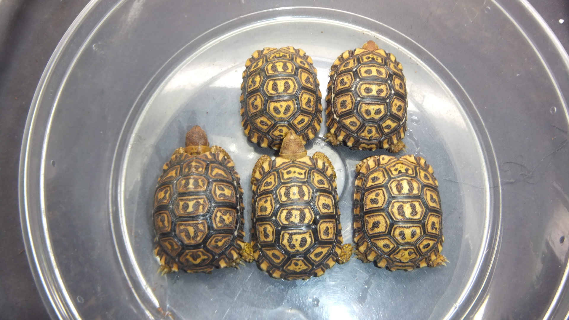 ナミビアヒョウモンリクガメ | オーナーズフィッシュ
