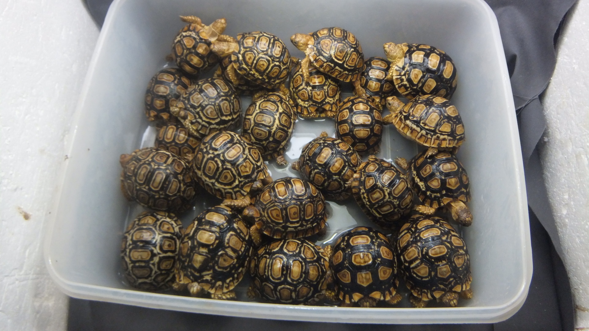 ヒョウモンリクガメ | オーナーズフィッシュ