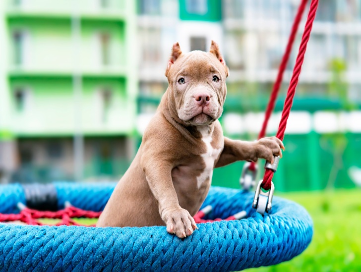 DIY Dog Playgrounds You Can Build Yourself At Home OwnPlayground