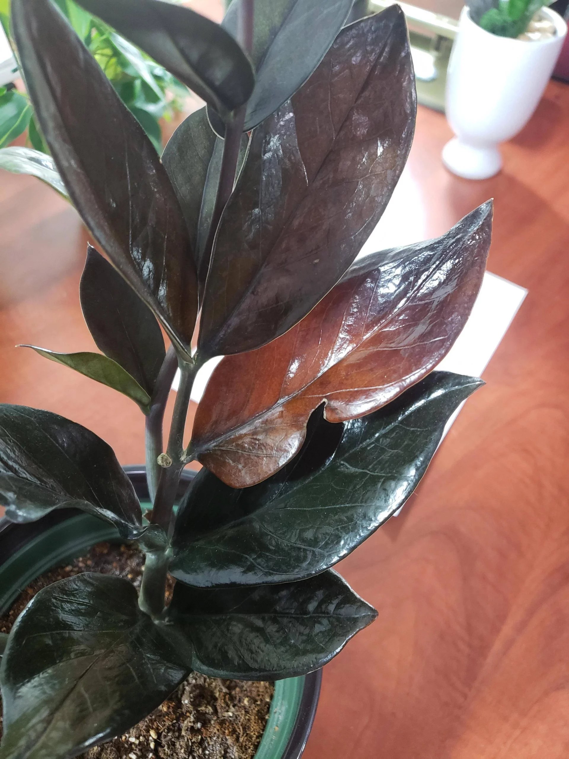 ZZ Plant Leaves Turning Brown (Causes &amp; Solutions)
