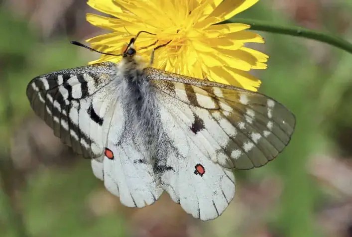 Clodius Parnassian