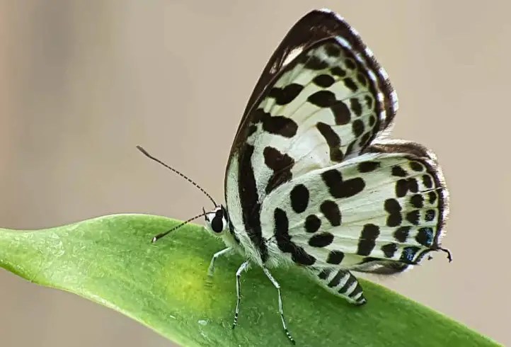 Common Pierrot