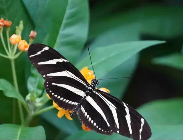Zebra Longwing