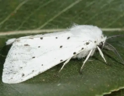 Fall Webworm Moth