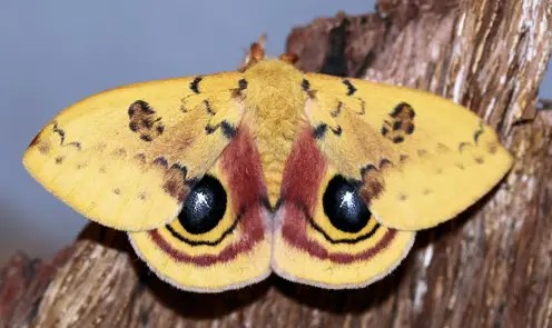 Io Moth