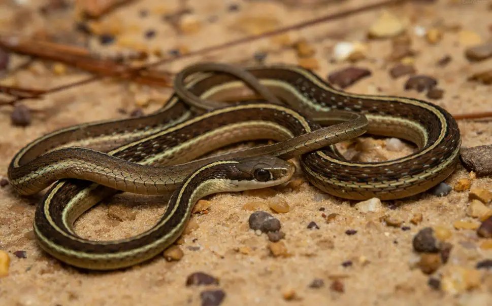 7 Garter Snakes in Pennsylvania with Pictures and Identification