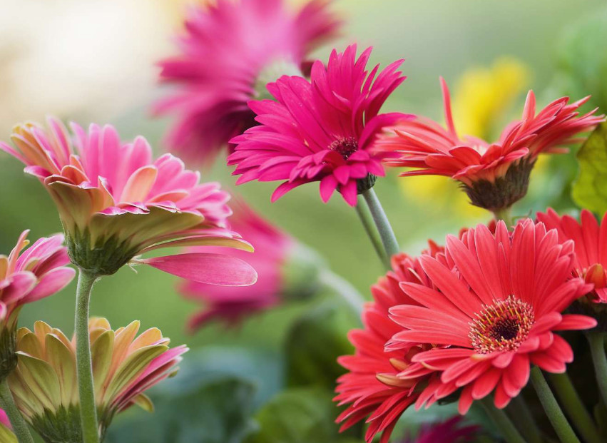 55 Types of Flowers that Start with G and Pictures