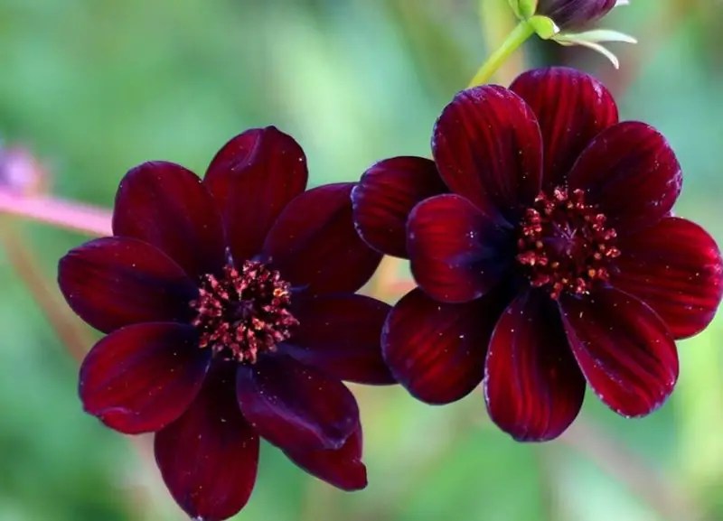 Flowers That Smell Good