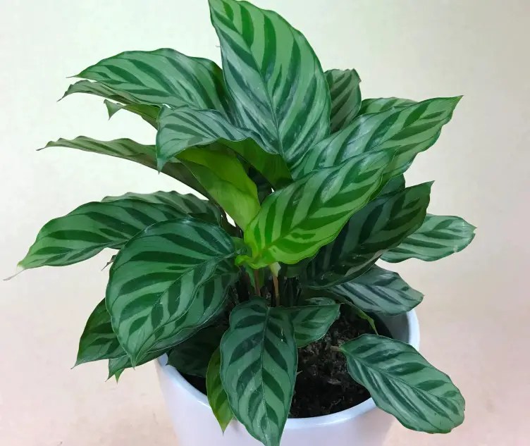 Prayer Plant Varieties