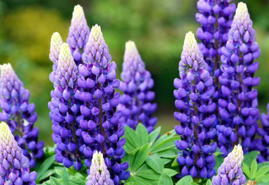 40 ConeShaped Flowers with Pictures and Names