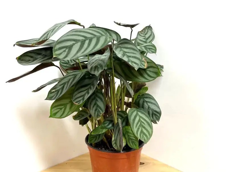 Prayer Plant Varieties