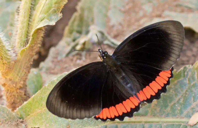 Red and Black Butterfly