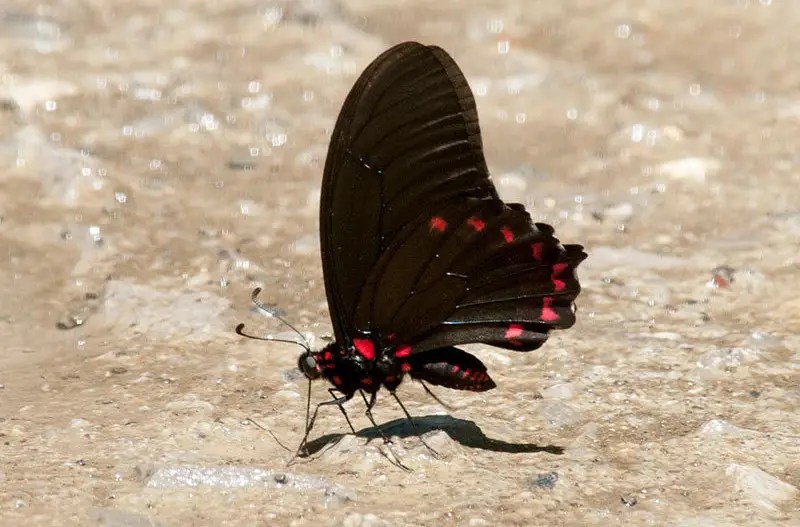 Red and Black Butterfly