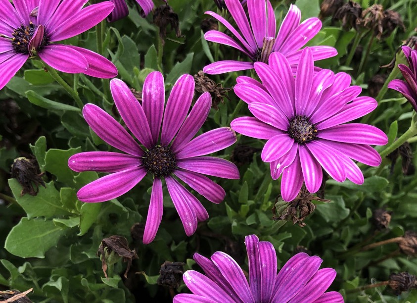 62 Types of Purple Perennial Flowers with Pictures and Names