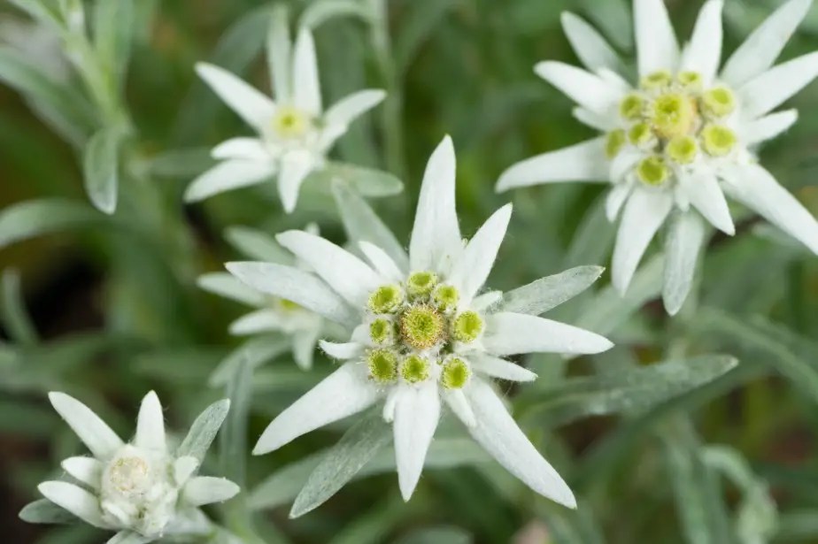 Edelweiss Flower Care and Growing Guide with Ultimate Tips