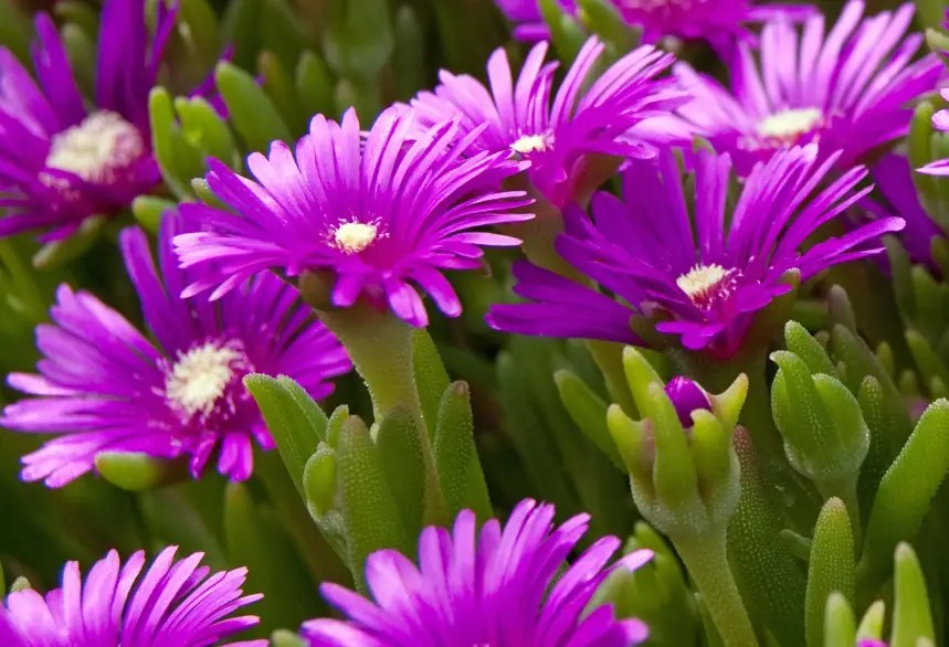 Ice Plant Care and Growing Guide with Ultimate Tips