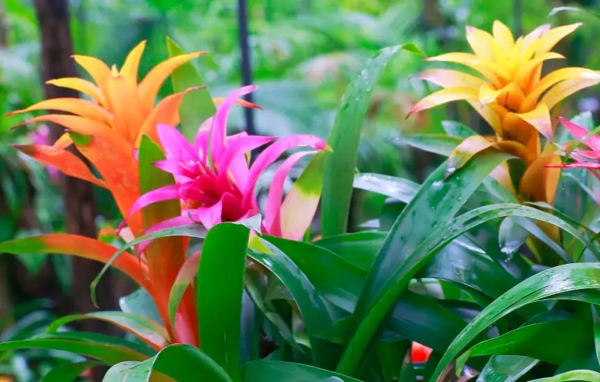 30 Flowers That Are Safe for Cats (With Pictures)