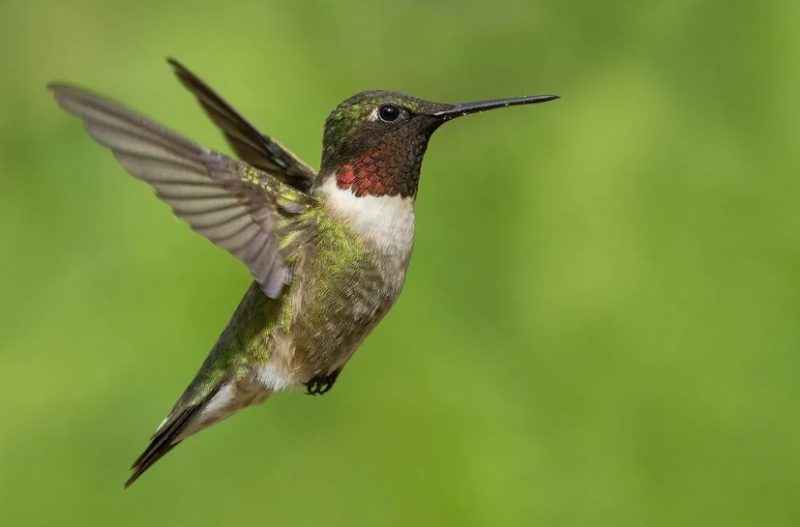 Types Birds in Alabama