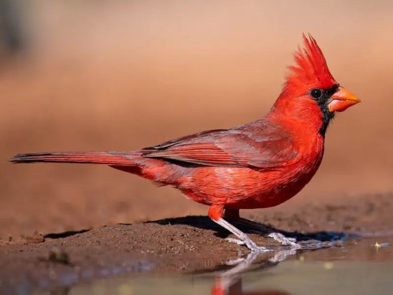 Types Birds in Alabama