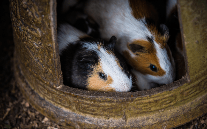 Can Guinea Pigs Have Play Dates?