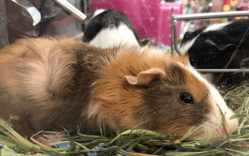 Why Is My Guinea Pig Not Eating Hay? Own Your Pet