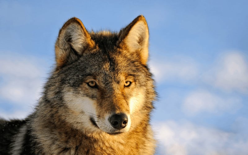 Can Wolves Be Domesticated? (3 Unpopular Wolf Facts)