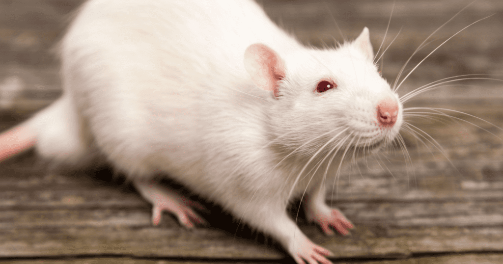 Are Rats Good Pets? (Updated Guide)