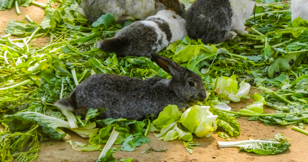 Do Flemish Giant Rabbits Make Good Pets For Kids?