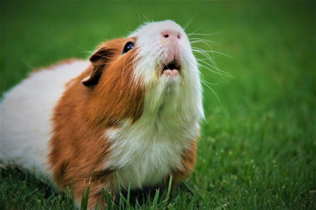 Can Guinea Pigs Eat Nuts?