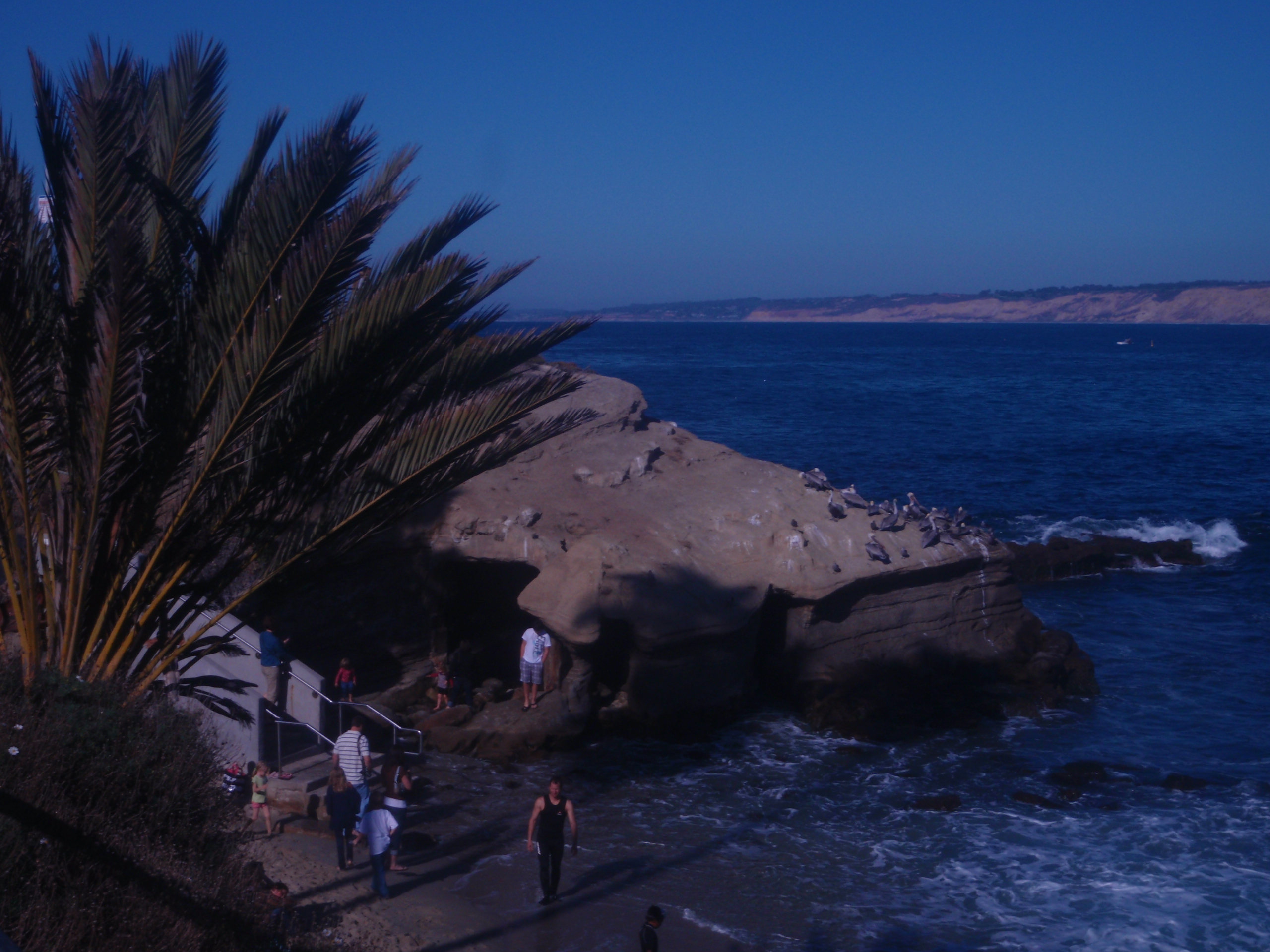 Swimming the days away at La Jolla Cove Open Water Swimming