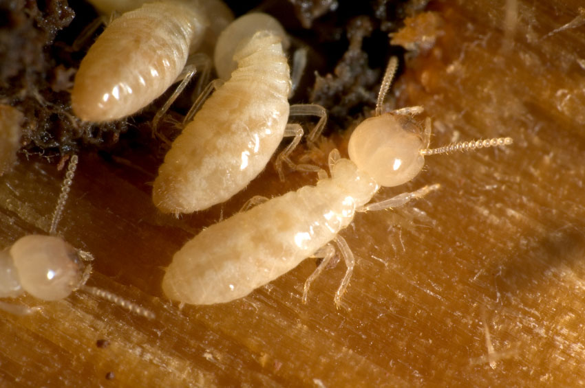 Preventative Green Termite Solutions Protect Your Home and