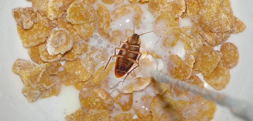 Cockroach milk another great example of biomimicry Oxford Capital