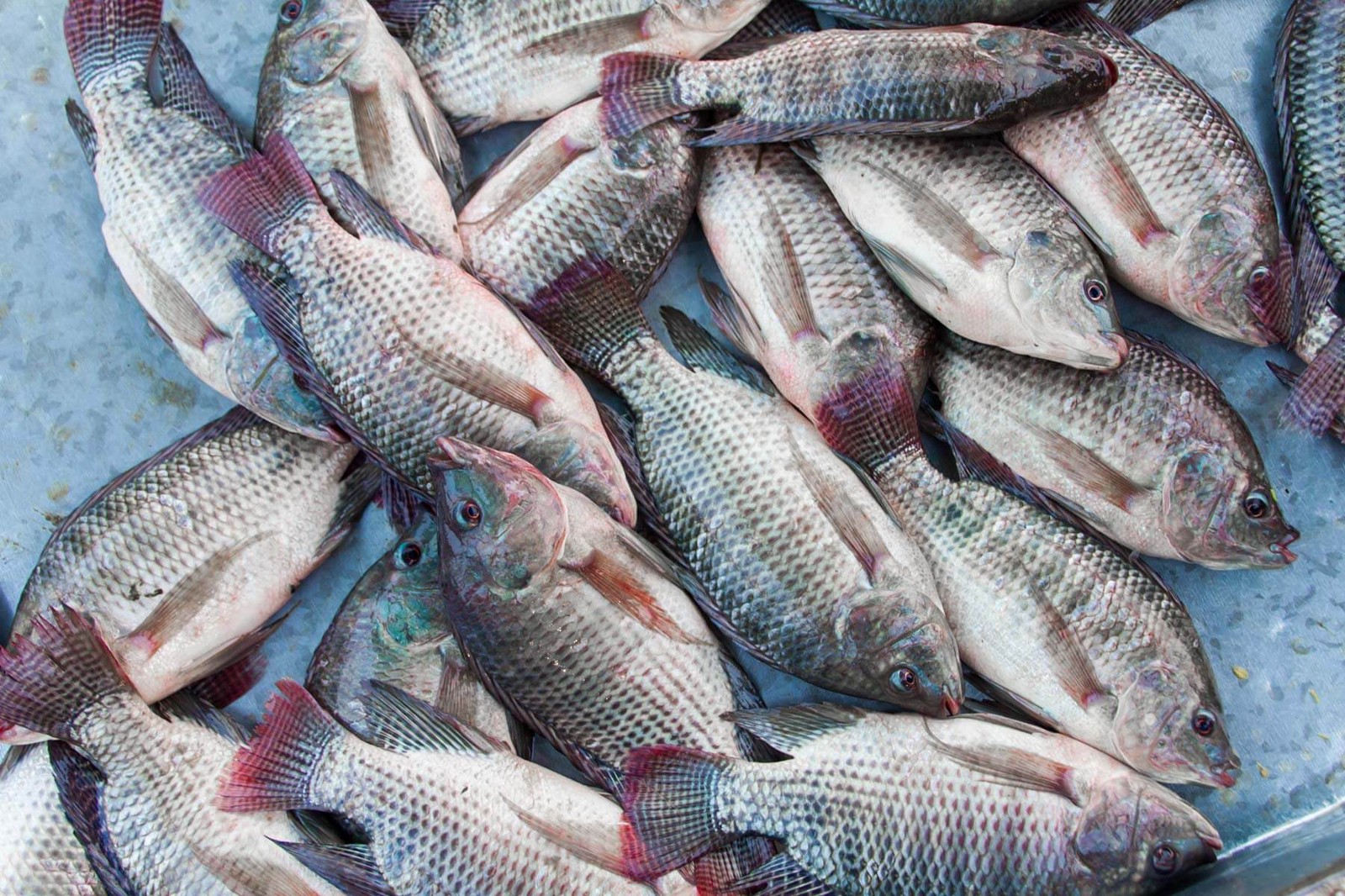 Different Types of Fish Farming in Kenya Oxfarm