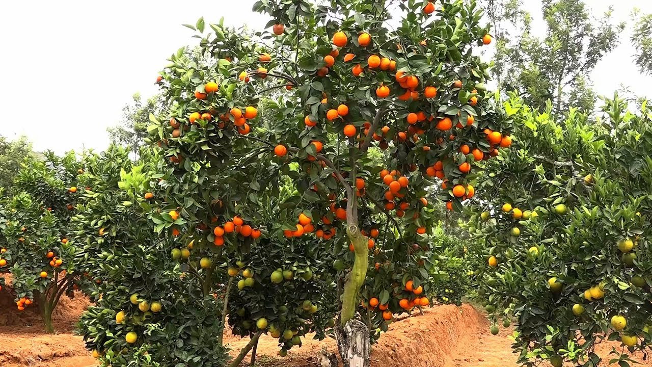 The Marvelous Pixie Tree Oxfarm