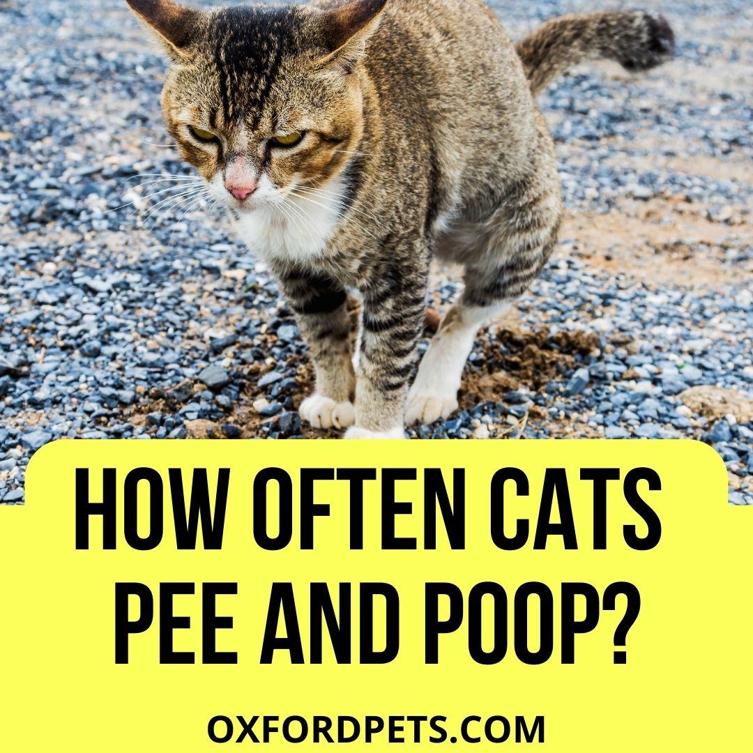 How Often Do Cats Pee and Poop? (Is it a Lot?) Oxford Pets