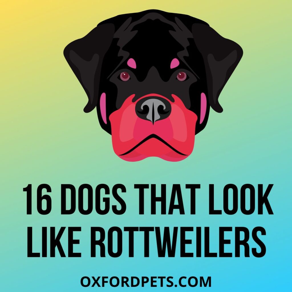 16 Dogs Breeds That Look Like Rottweilers Oxford Pets