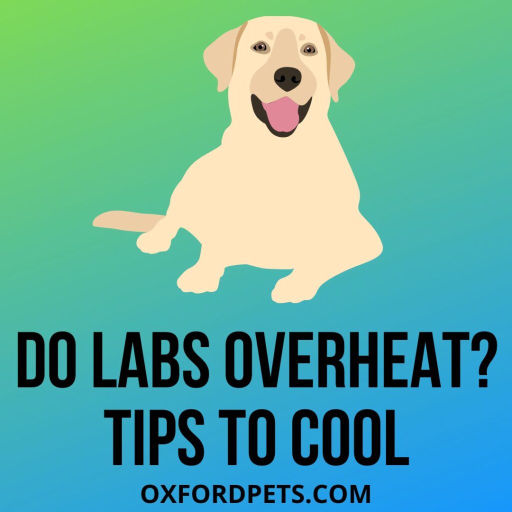 Overheating In Labs? 8 Reasons, 13 Tips To Cool Them Oxford Pets