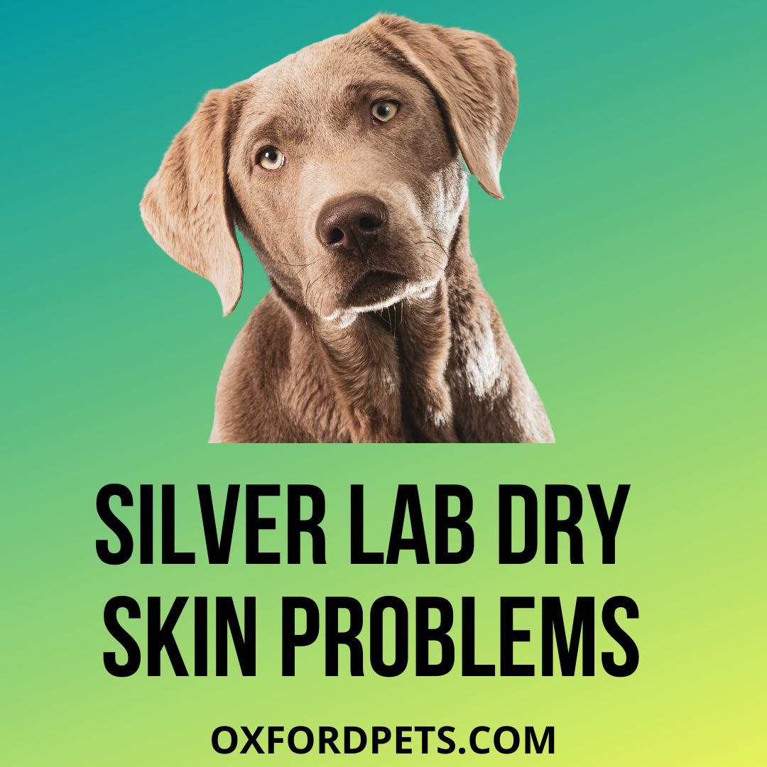 Silver Lab Dry Skin Problem 6 Reasons & Best Remedies Oxford Pets