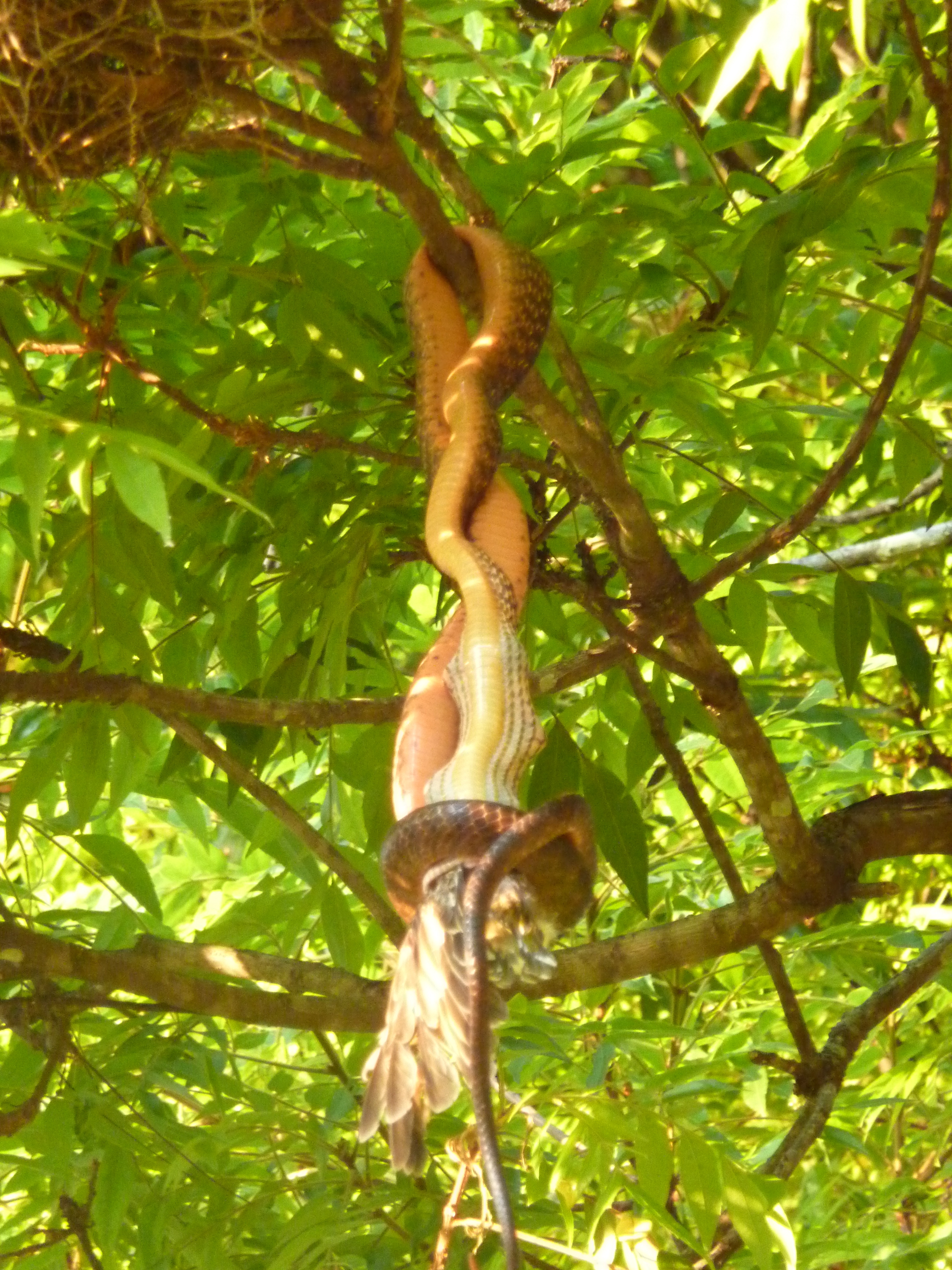 snake eating bird oxley river beef