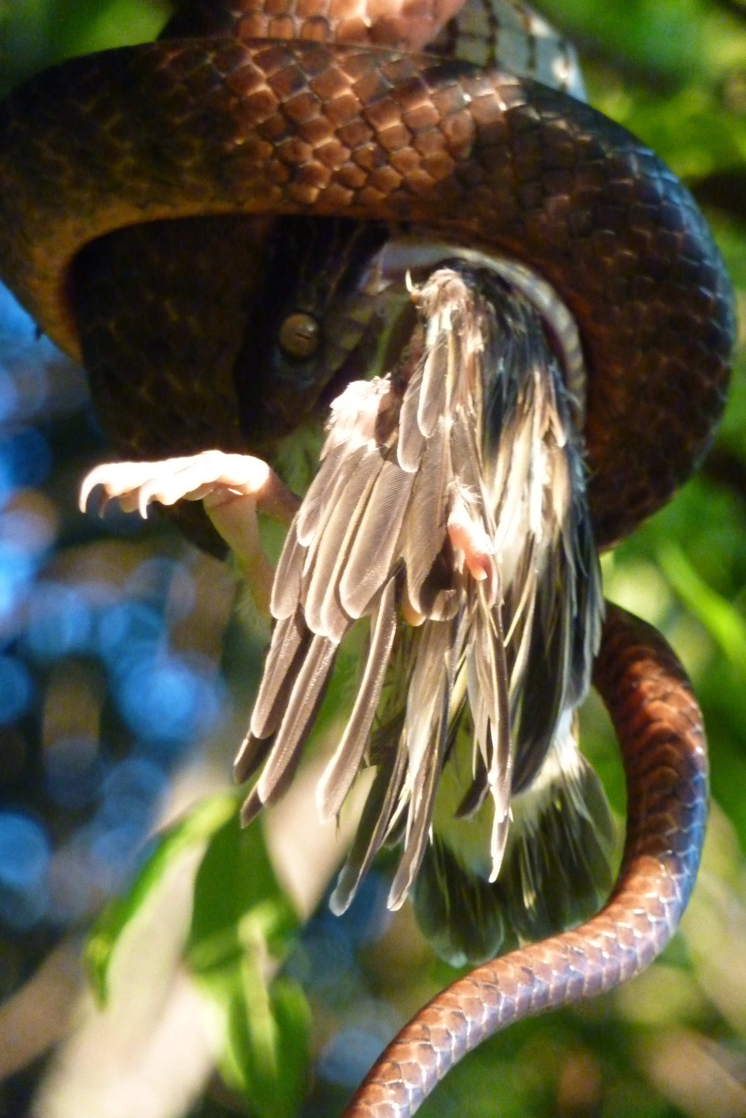 snake eating bird oxley river beef