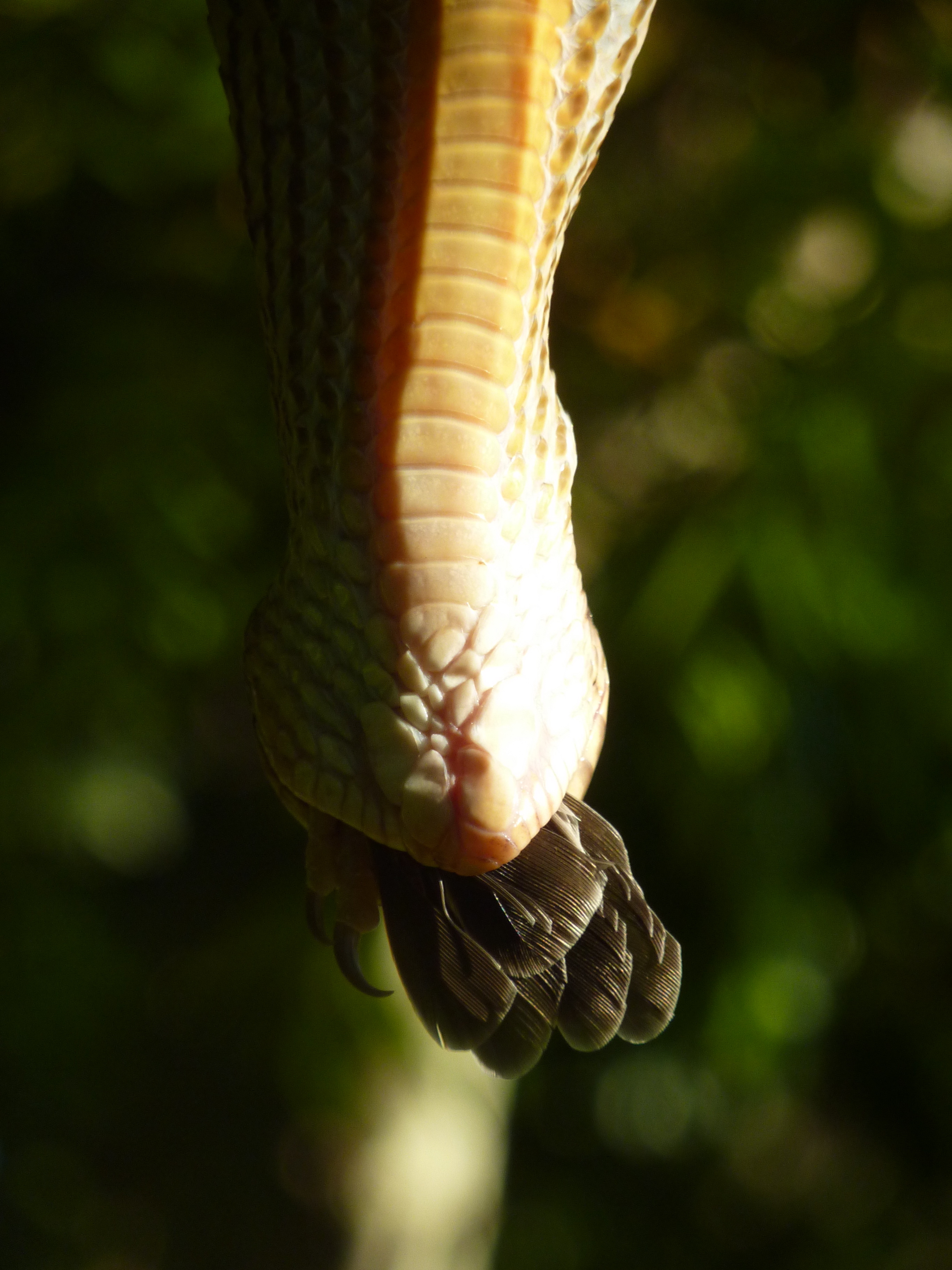 snake eating bird oxley river beef