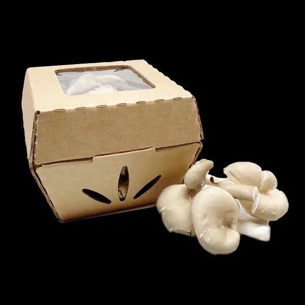 Custom Mushroom Packaging [ Whole Sale & Bulk ] 2024!