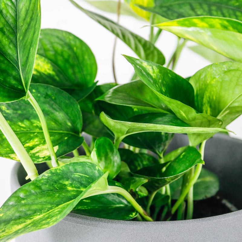 Medium Sized Indoor Plants Oxy Plants